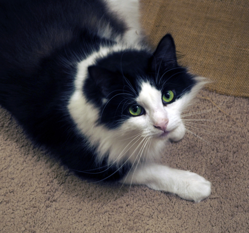 A photo of a black and white cat with green eyes.